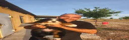 Boyero de Berna perros en venta: Boyero de berna  - Anuncio 2
