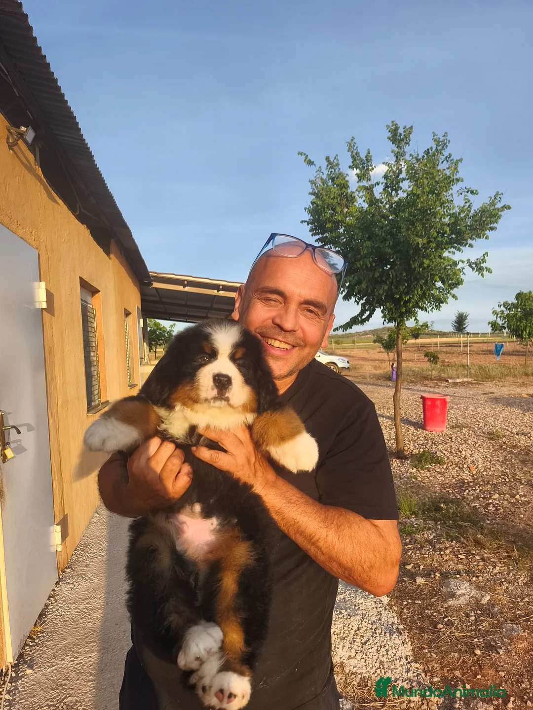 Boyero de Berna perros en venta: Boyero de berna  - Anuncio 2