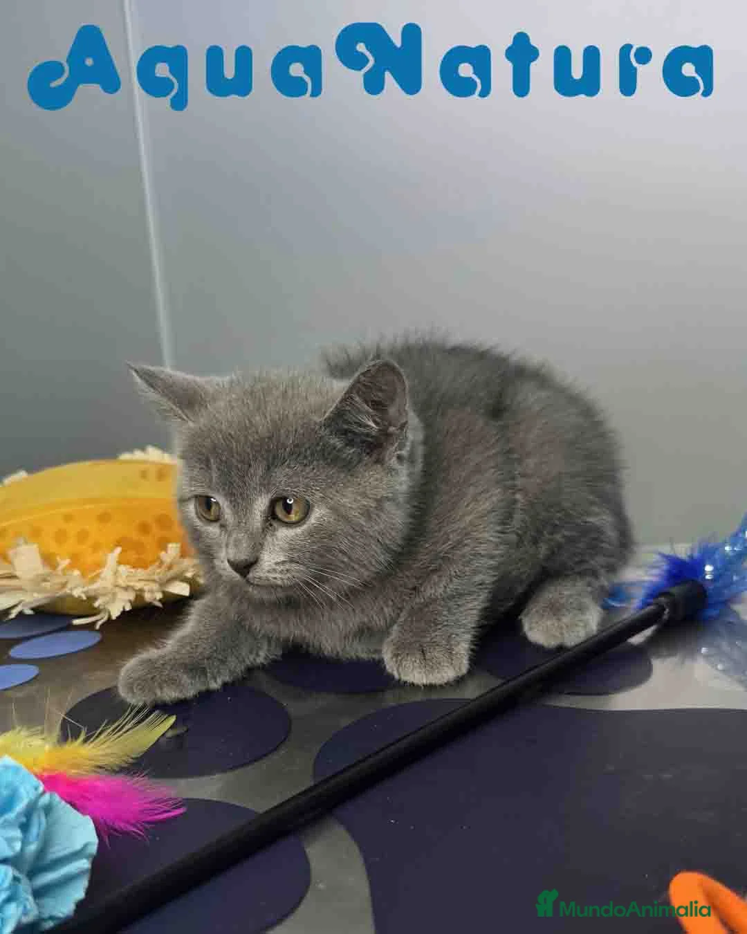 Británico de Pelo Corto Azul gatos en venta: British Hembra 6342 AQUANATURA - Anuncio 2