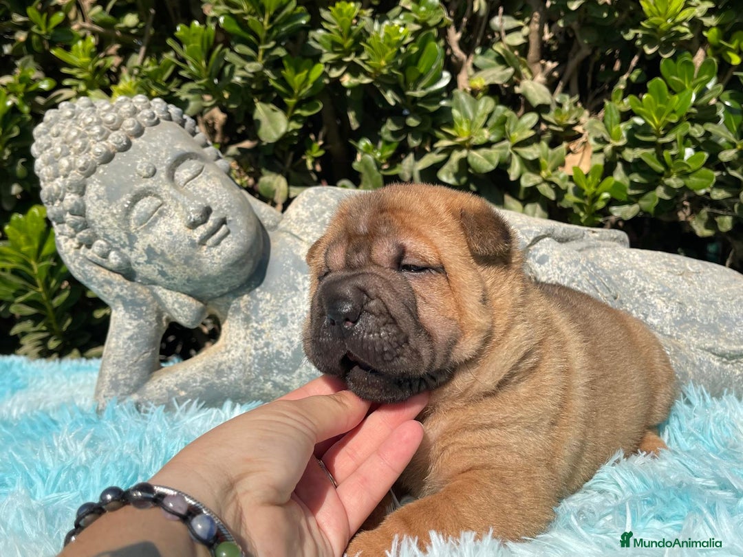 Shar Pei perros en venta: SHAR PEI BEBE MAXIMA CALIDAD en Málaga - Imagen 8