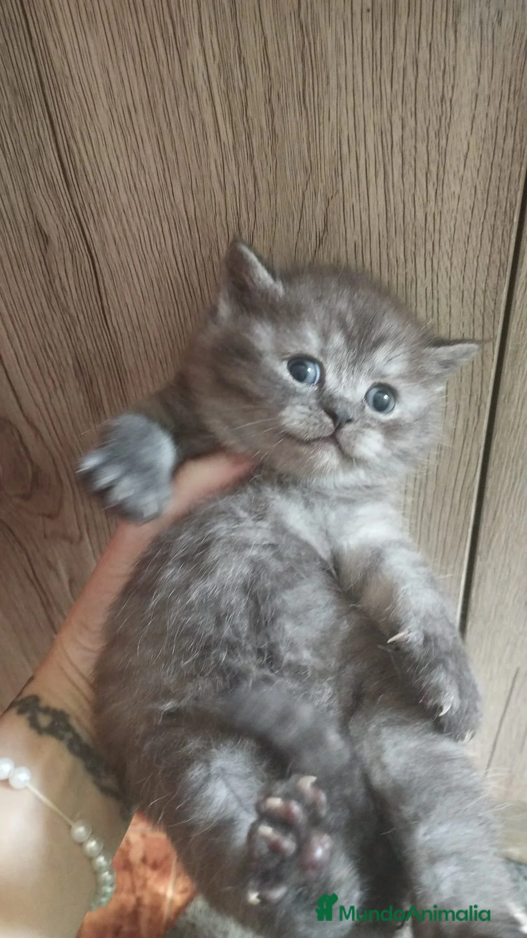 Británico de Pelo Corto gatos en venta: Macho y hembra de British  - Anuncio 1