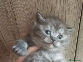 Británico de Pelo Corto gatos Macho y hembra de British - Anuncio 5