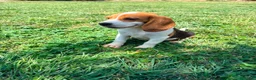 Beagle perros en venta: Beagle - Anuncio 6
