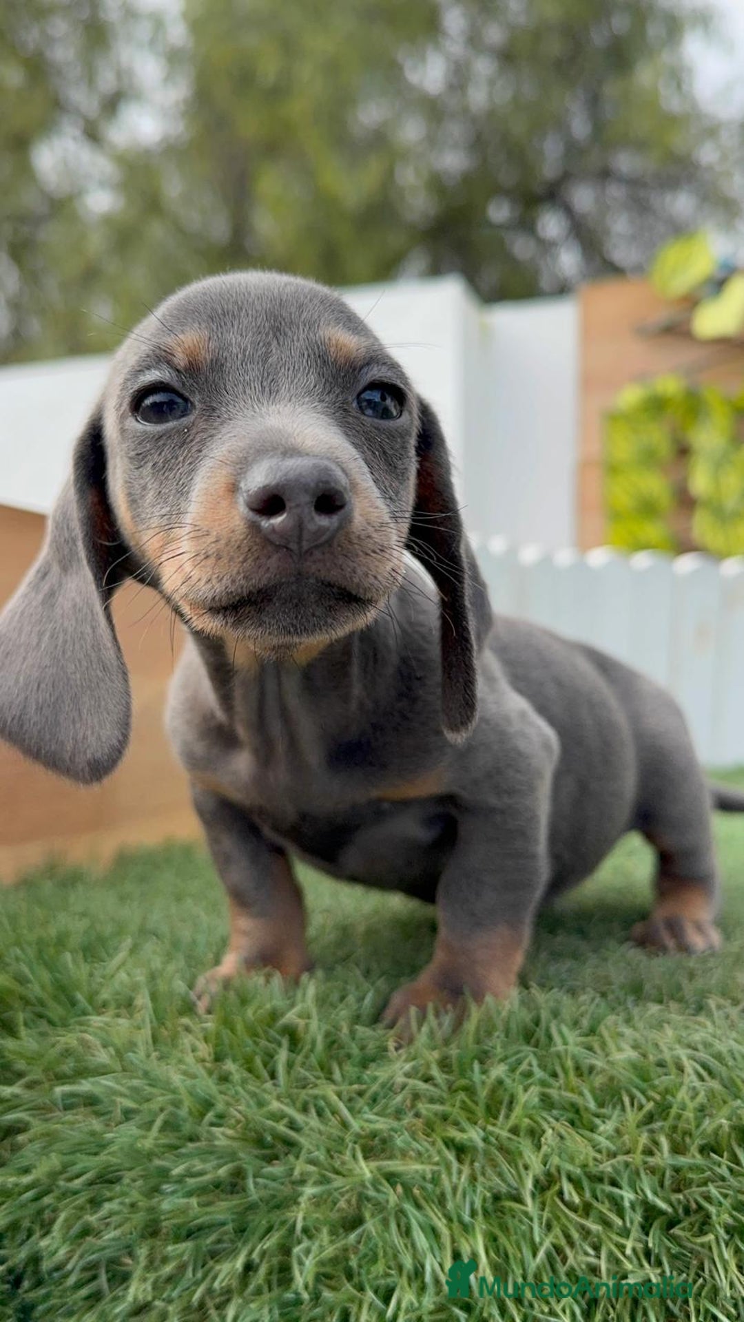 Teckel Miniatura perros en venta: TECKEL MINIATURA BLUE - Anuncio 15