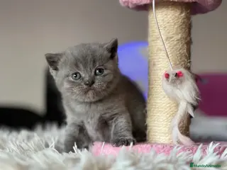 Británico de Pelo Corto gatos BRITISH SHORTHAIR BLUE - Anuncio 1