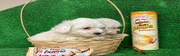 Bichón Maltés perros en venta: BICHON MALTÉS DE CATEGORÍA !!! en Badajoz - Anuncio 1