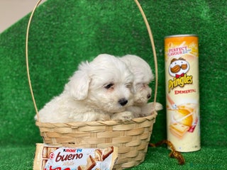 Bichón Maltés perros en Badajoz - Anuncio 7