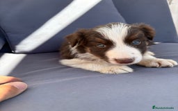 Border Collie perros en venta: Border collie chocolate  - Imagen 24