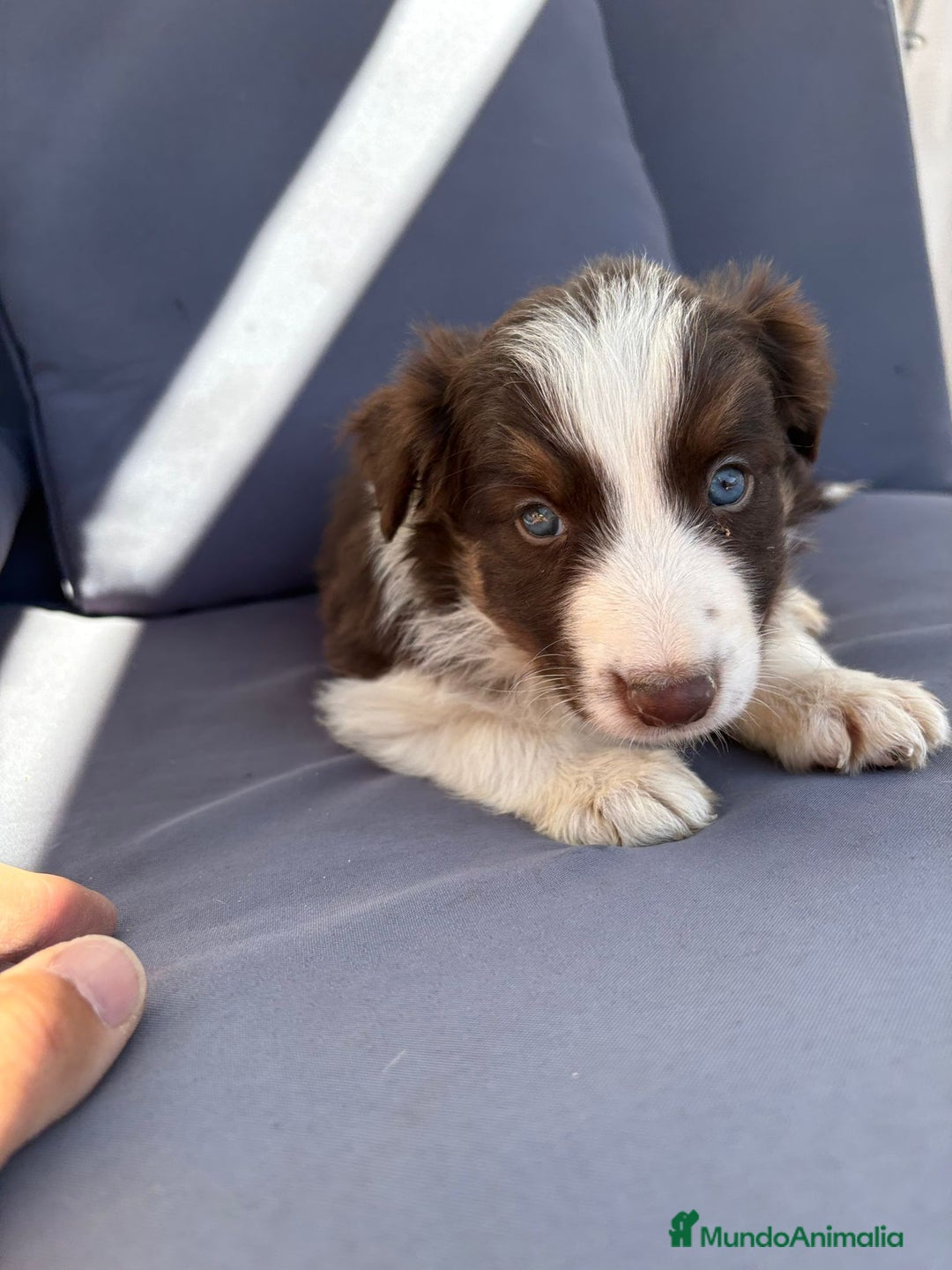 Border Collie perros en venta: Border collie chocolate  - Imagen 24