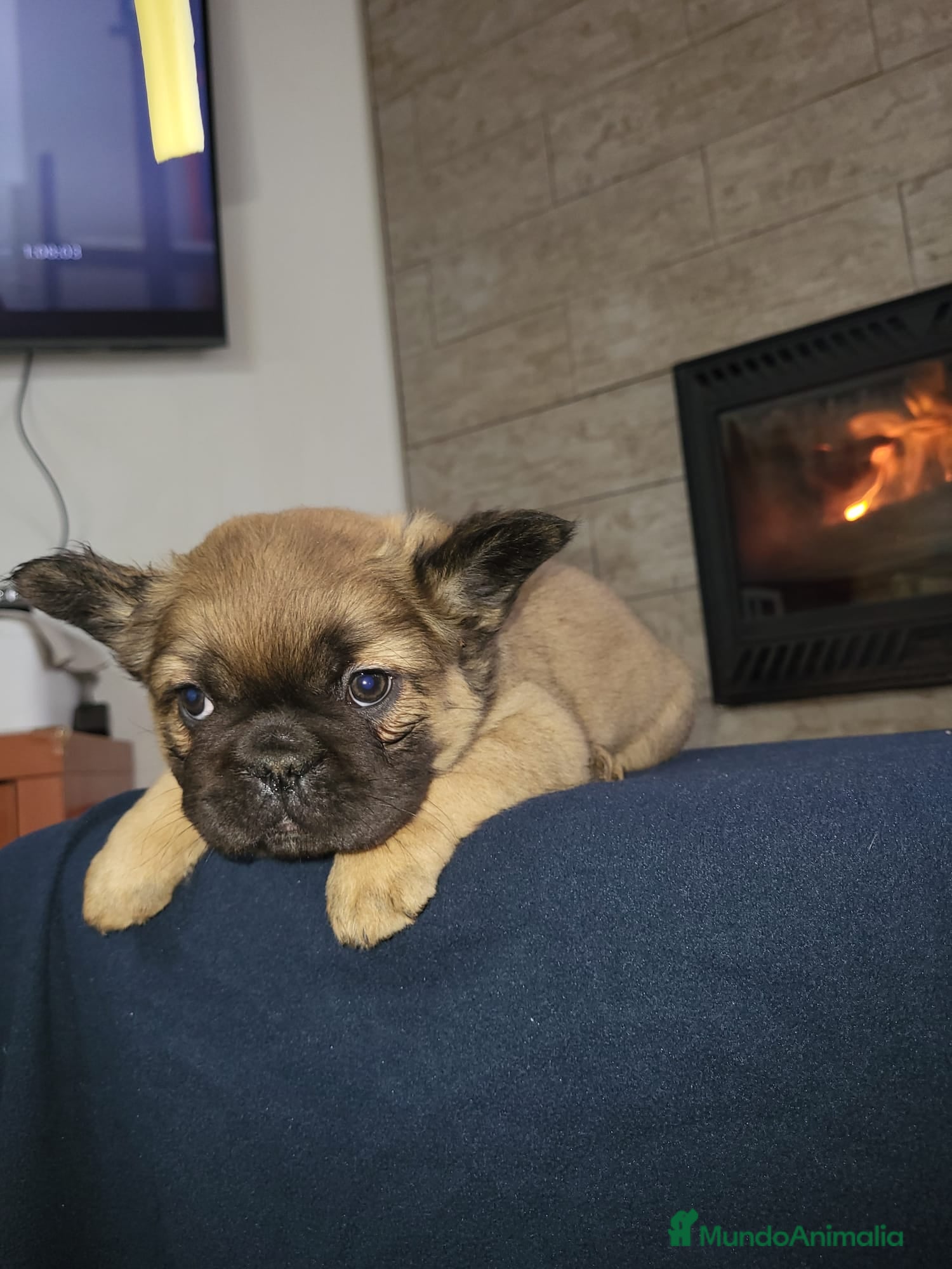 Bulldog Francés perros Hembra Bulldog frances fluffy color fawn - Anuncio 1