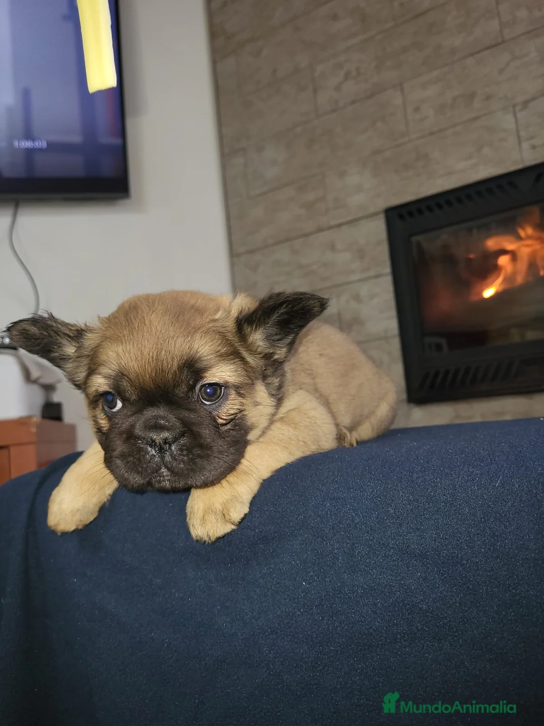 Bulldog Francés perros en venta: Hembra Bulldog frances fluffy color fawn - Anuncio 1