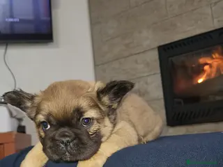 Bulldog Francés perros Hembra Bulldog frances fluffy color fawn - Anuncio 1