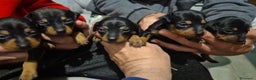 Pinscher Miniatura perros en venta: Pinscher miniatura  - Anuncio 5