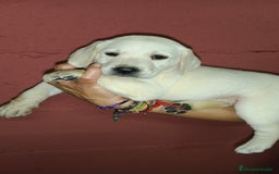 Labrador Retriever perros en venta: Labrador hembra  - Imagen 2