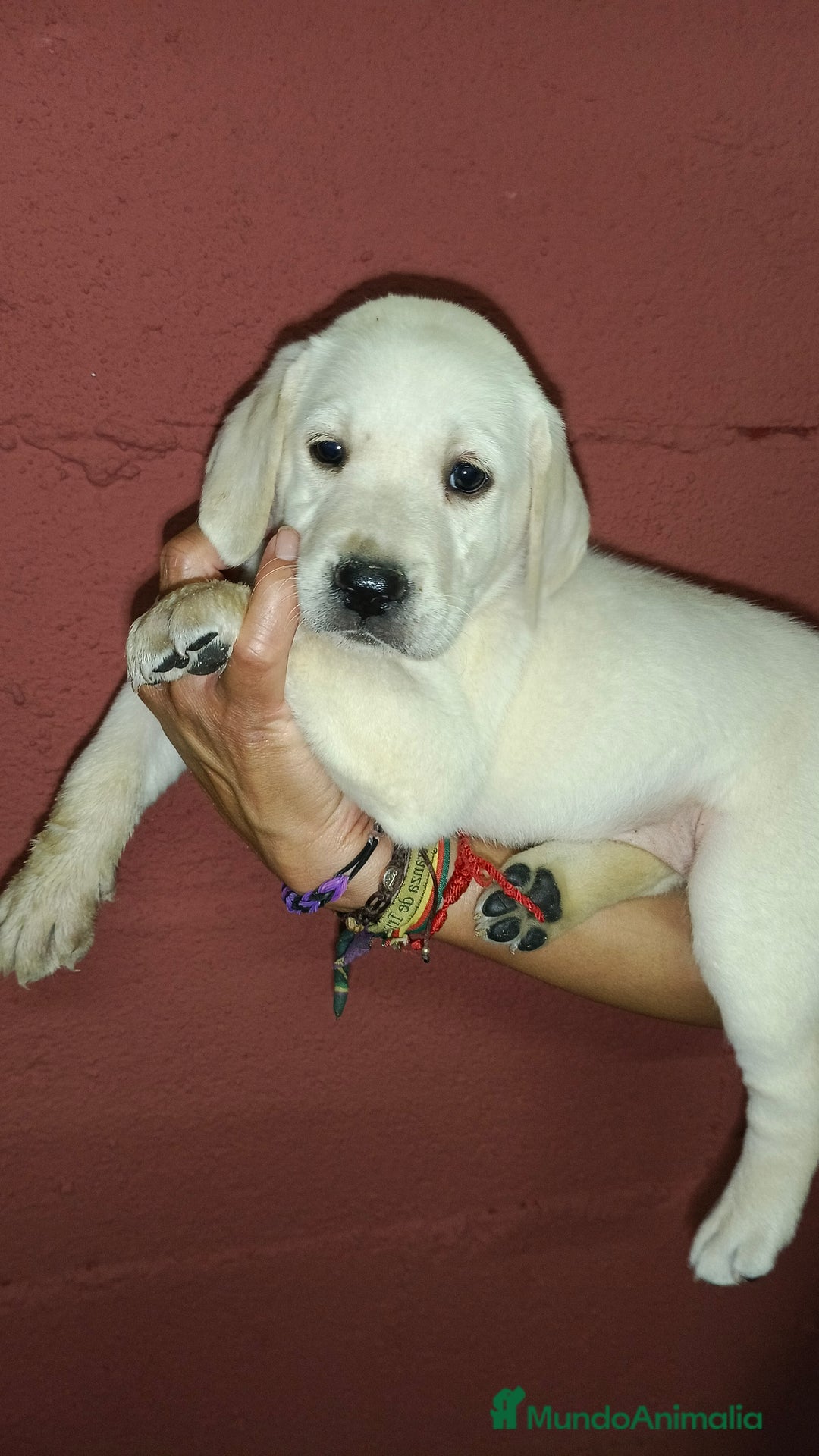 Labrador Retriever perros en venta: Labrador hembra  - Imagen 2