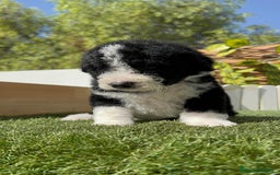Perro de Agua Español perros en venta: PERRO DE AGUA RABON - Imagen 3