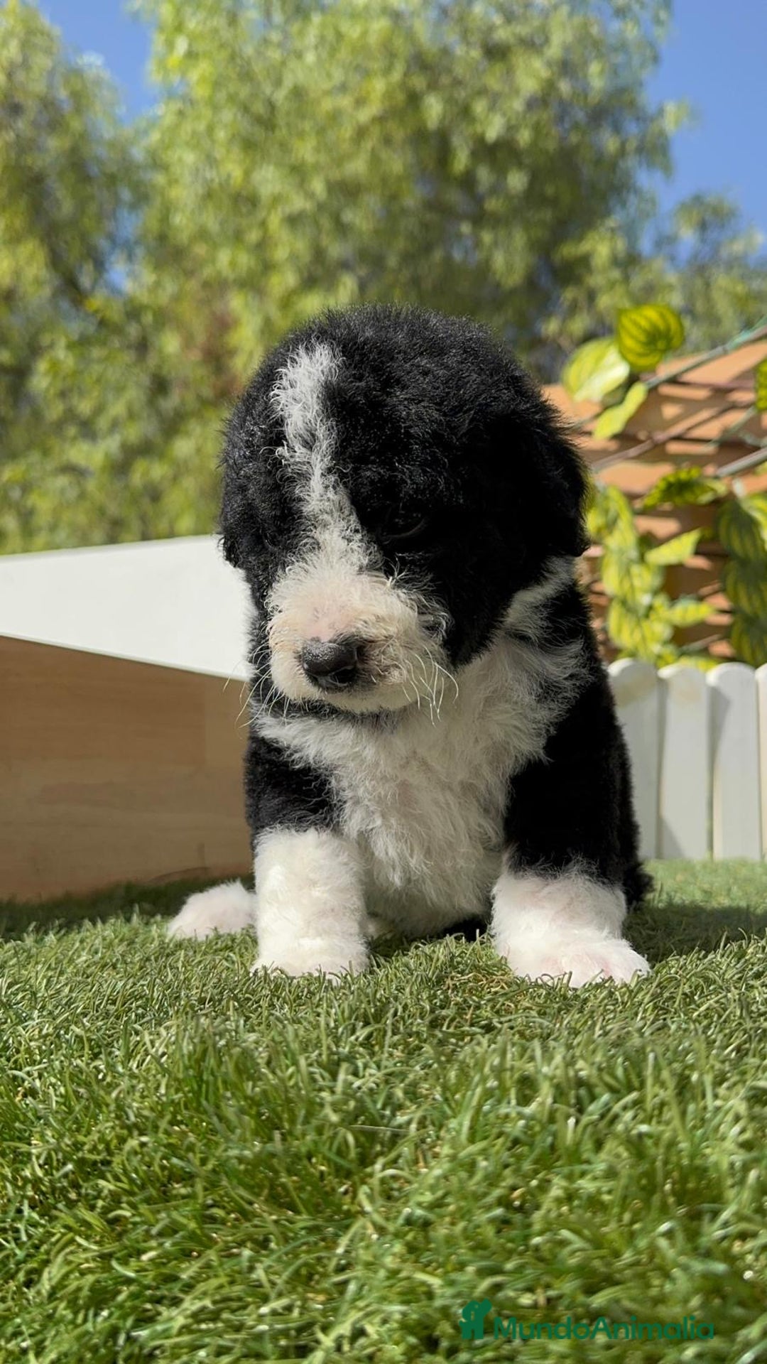 Perro de Agua Español perros en venta: PERRO DE AGUA RABON - Imagen 3