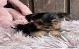 Yorkshire Terrier perros en venta: Yorkshire  - Imagen 10