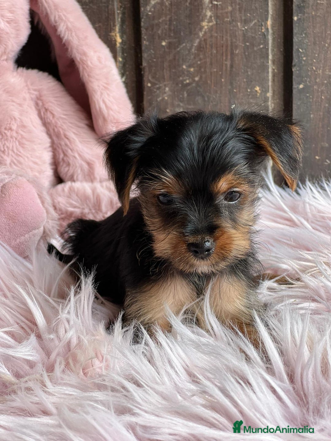 Yorkshire Terrier perros en venta: Yorkshire  - Imagen 10