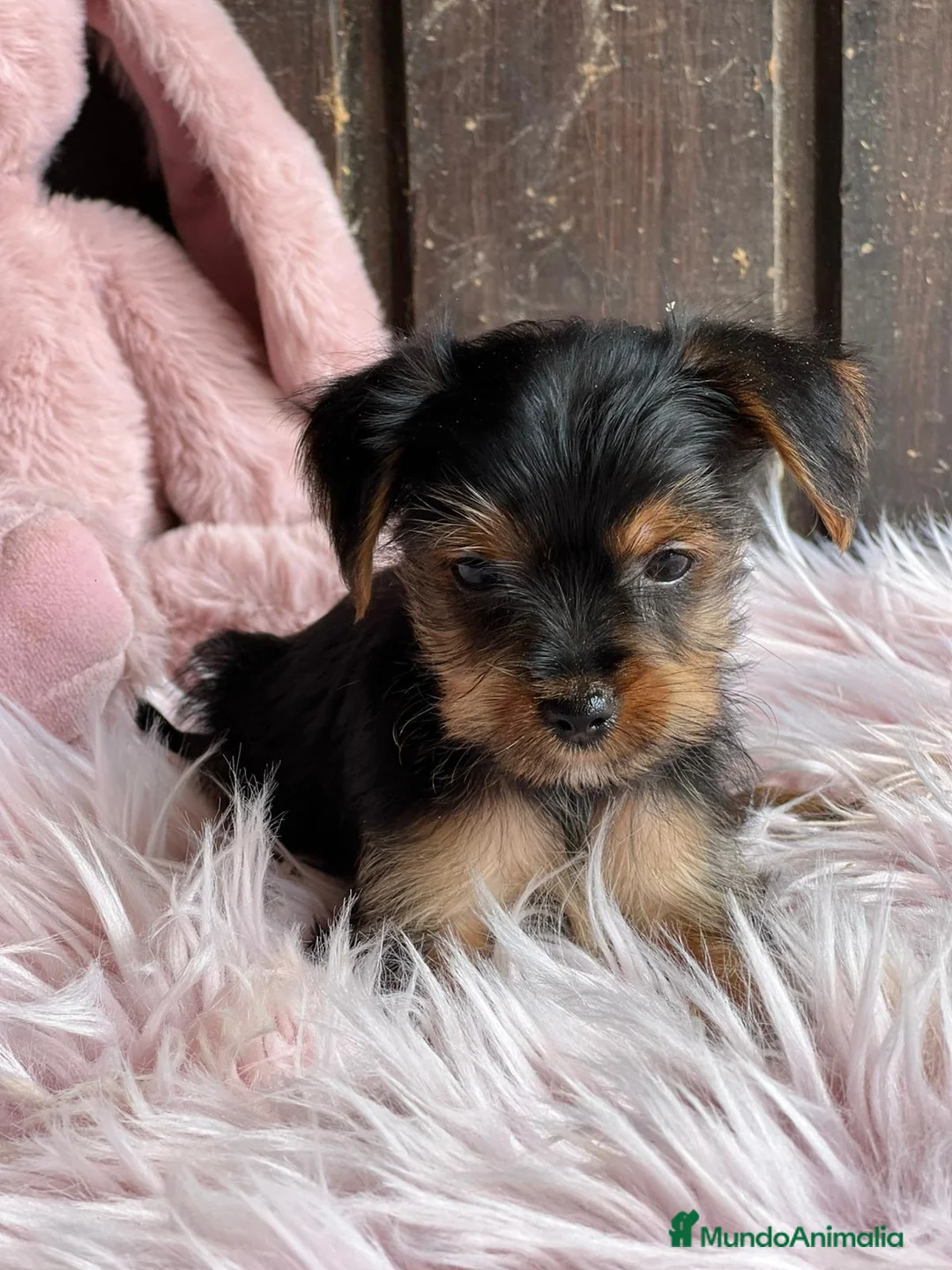 Yorkshire Terrier perros en venta: Yorkshire terrier - Anuncio 10