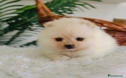 Pomerania perros en venta: POMERANIA HEMBRA  - Imagen 2
