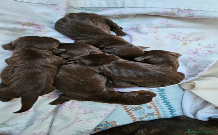 Teckel perros en venta en Cádiz - Propaganda 6
