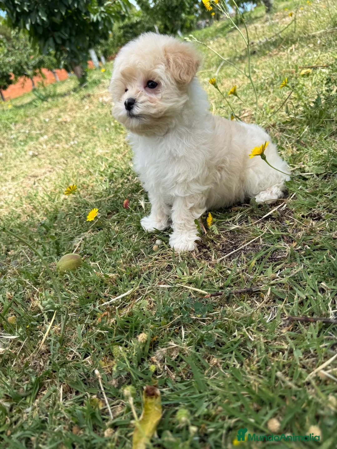 Maltipoo perros en venta: Maltipoo macho listo para entregar !!! - Anuncio 2
