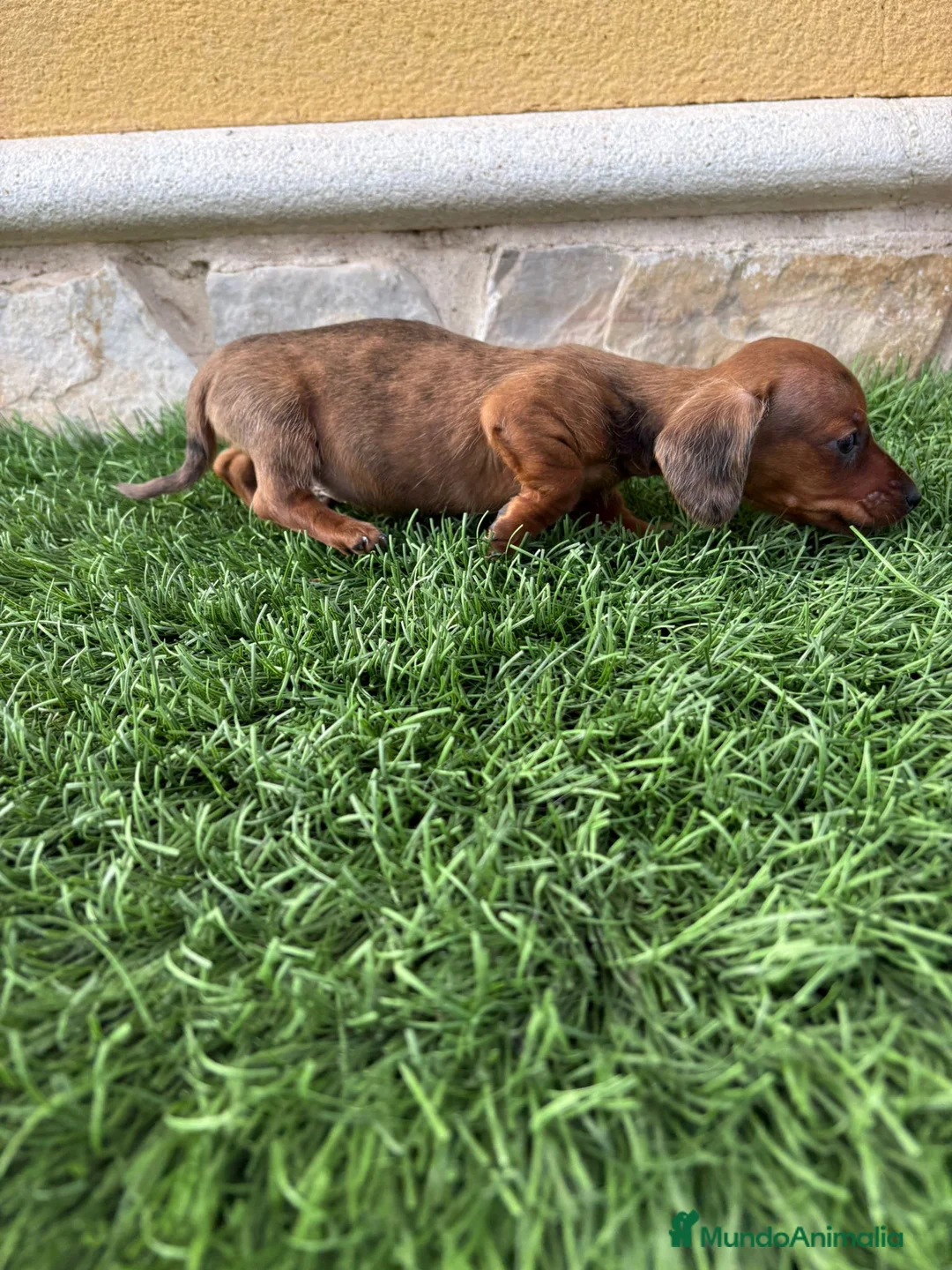 Teckel Miniatura perros en venta: Teckel Kaninchen espectacular cachorro - Anuncio 13