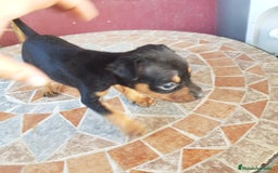 Ratón de Praga perros en venta: Ratón de praga  - Imagen 4