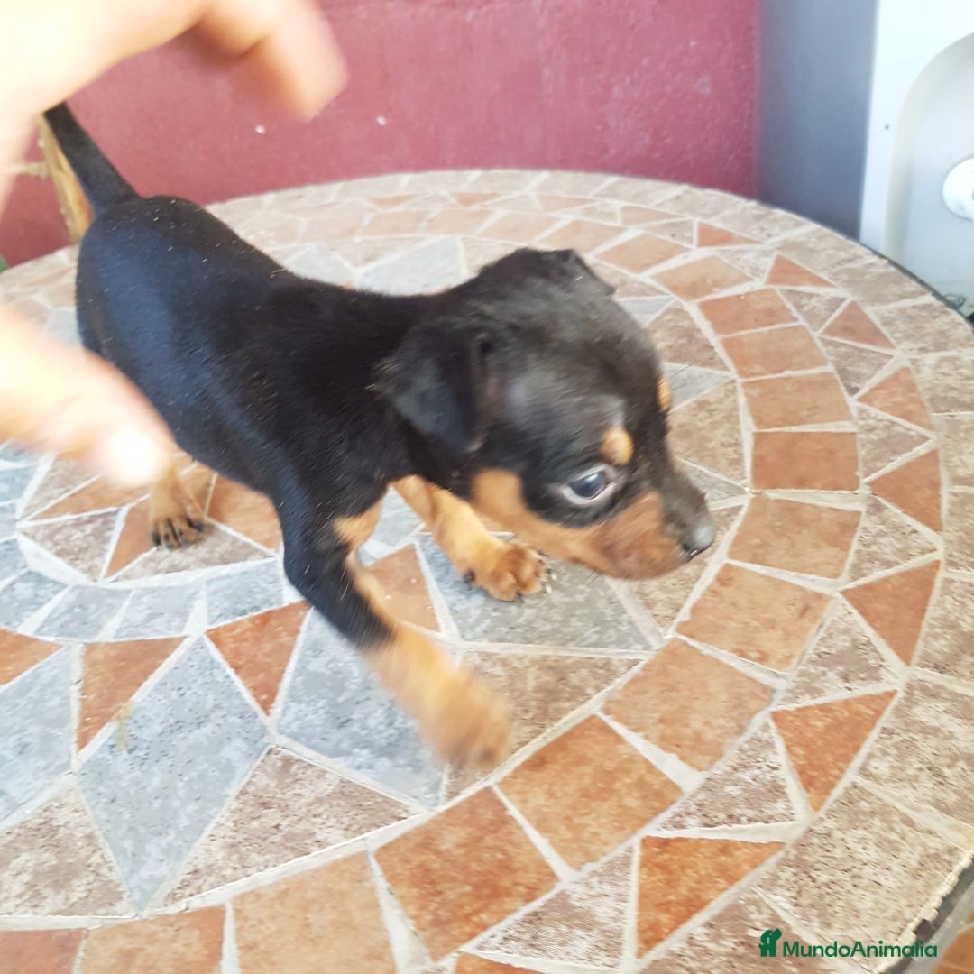 Ratón de Praga perros en venta: Ratón de praga  - Imagen 4