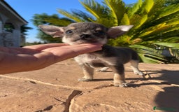 Chihuahua perros en venta: chihuahua toy blue  - Imagen 1