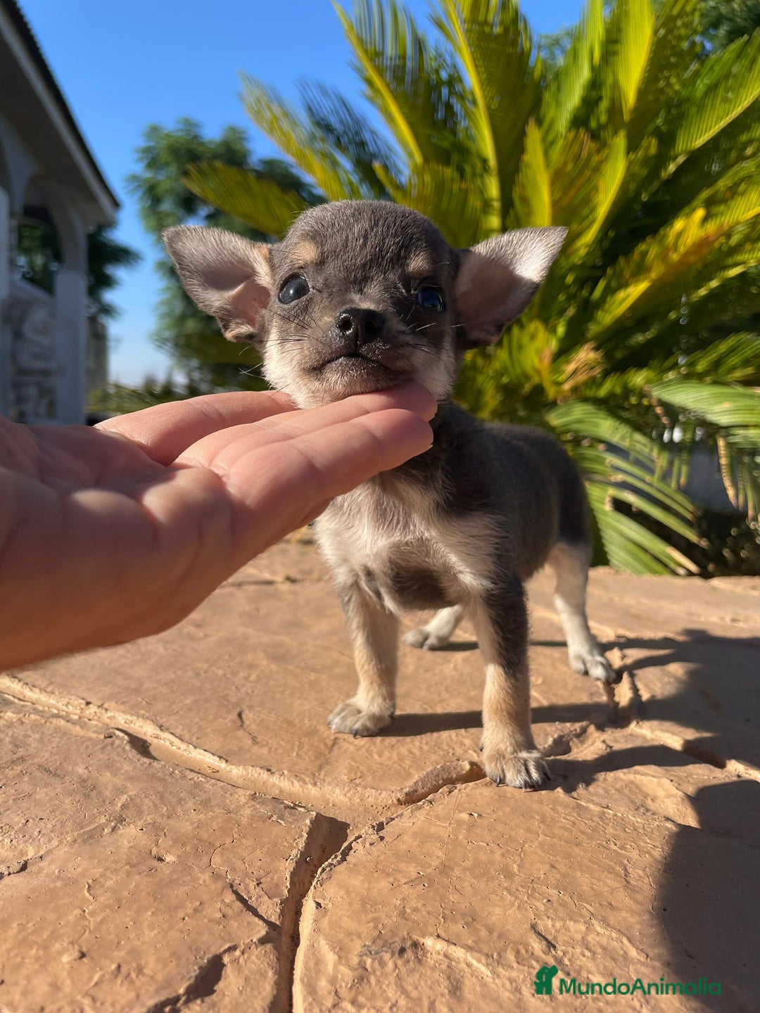 Chihuahua perros en venta: chihuahua toy blue  - Imagen 1