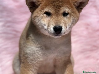 Shiba Inu perros en Barcelona - Anuncio 20
