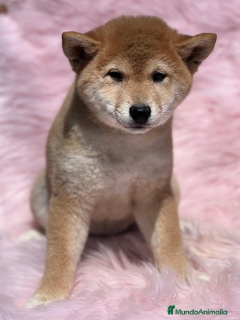 Shiba Inu perros en Barcelona - Anuncio 6