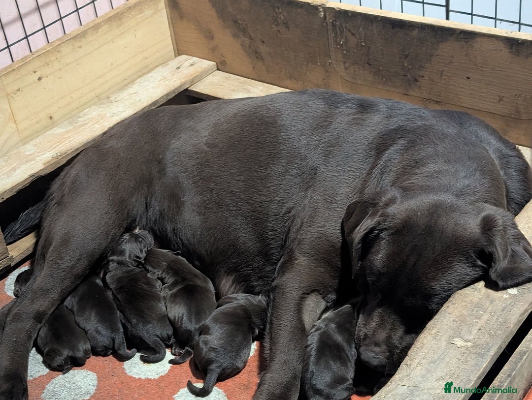 Labrador Retriever perros en venta: labrador chocolate  - Anuncio 1