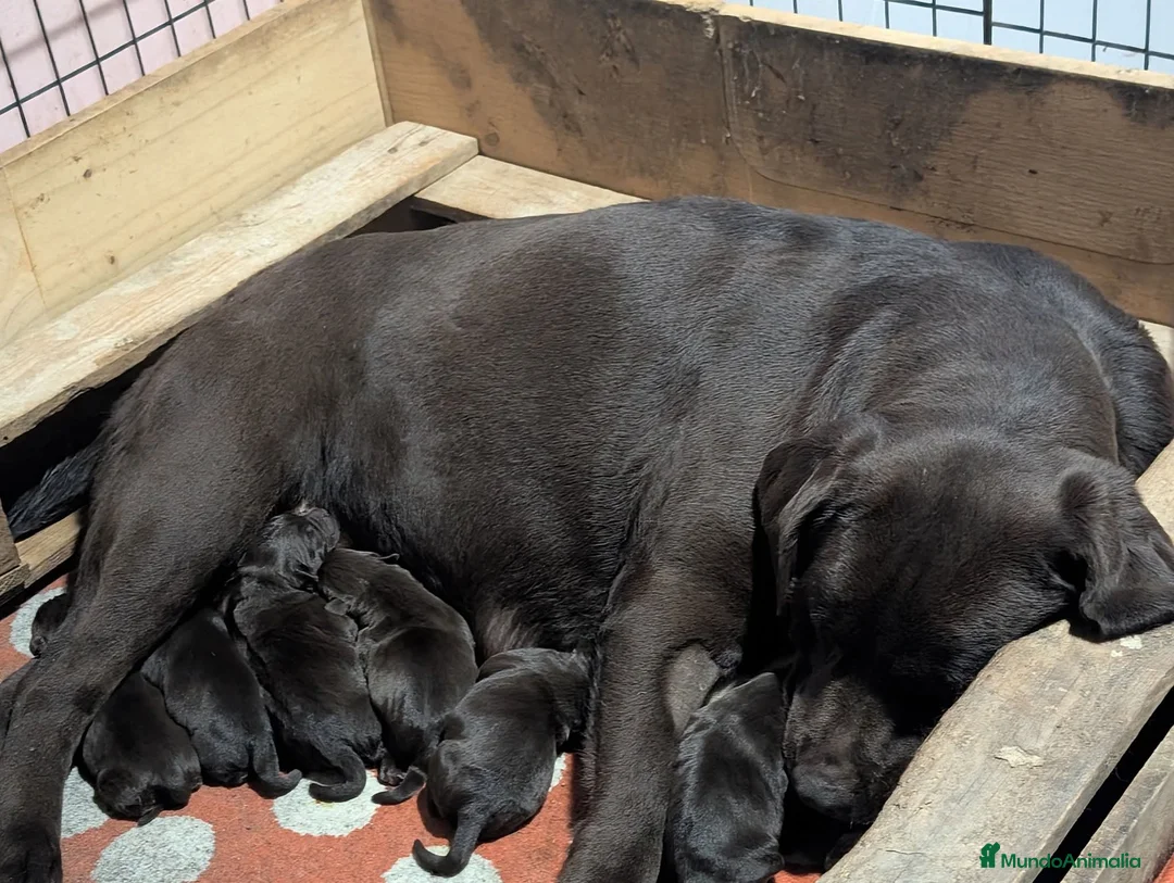 Labrador Retriever perros en venta: labrador chocolate  - Anuncio 1