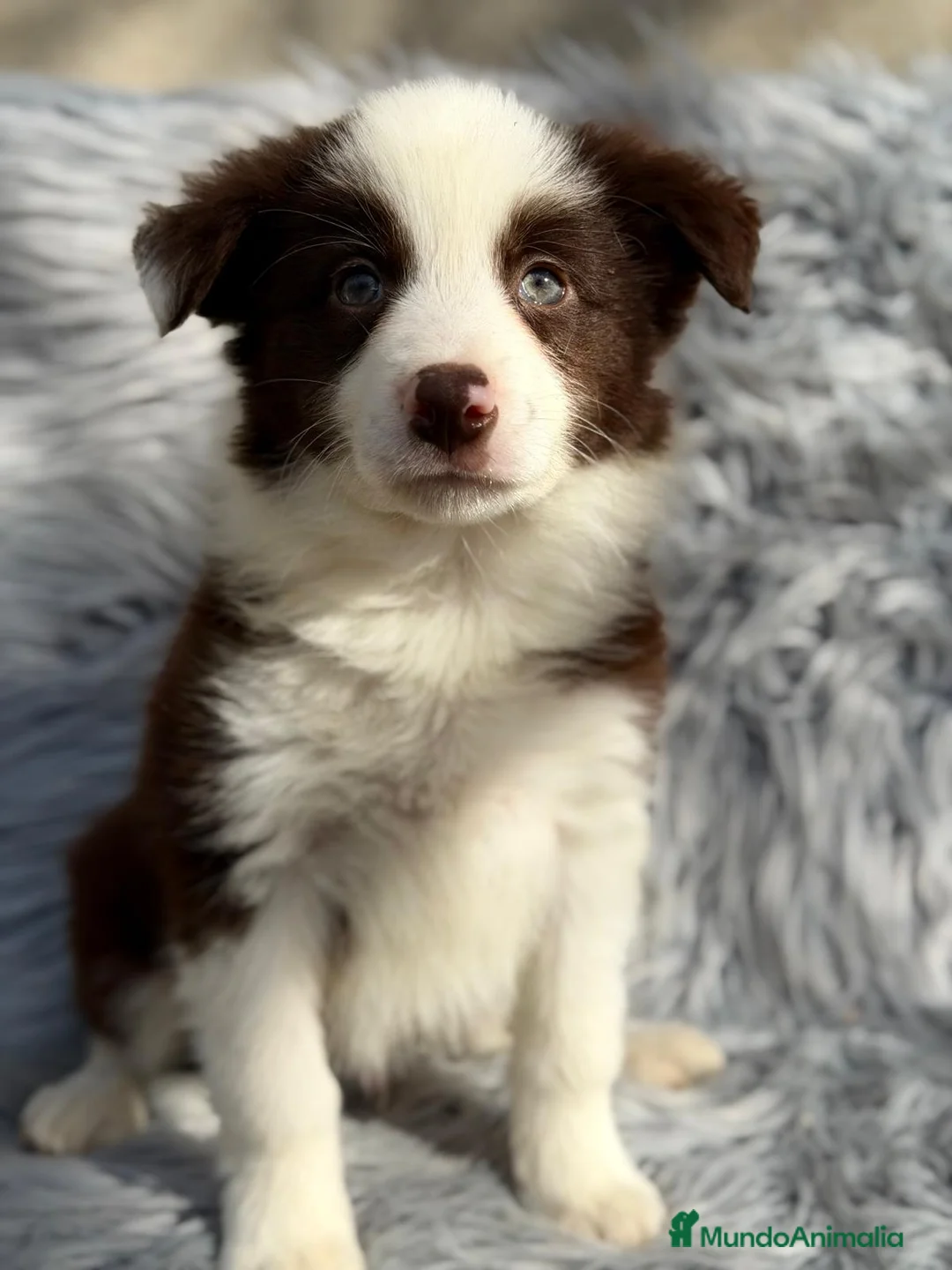 Border Collie perros en venta: BORDER COLLIE CHOCOLATE  - Anuncio 1