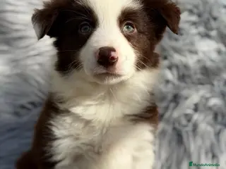 Border Collie perros BORDER COLLIE CHOCOLATE - Anuncio 2