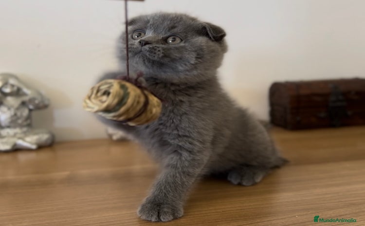 Británico de Pelo Corto gatos - Anuncio 5