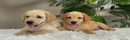 Labrador Retriever perros en venta: LABRADOR RETRIEVER  - Anuncio 15