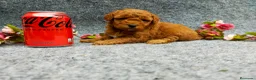 Caniche Toy perros en venta: PRECIOSOS CANICHE  ROJO LINEA TOY  - Anuncio 23