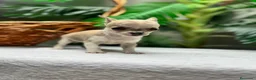 Chihuahua perros en venta:  🐾 DOS PRECIOSAS CHIHUAHUAS HEMBRAS 🐾 - Anuncio 10