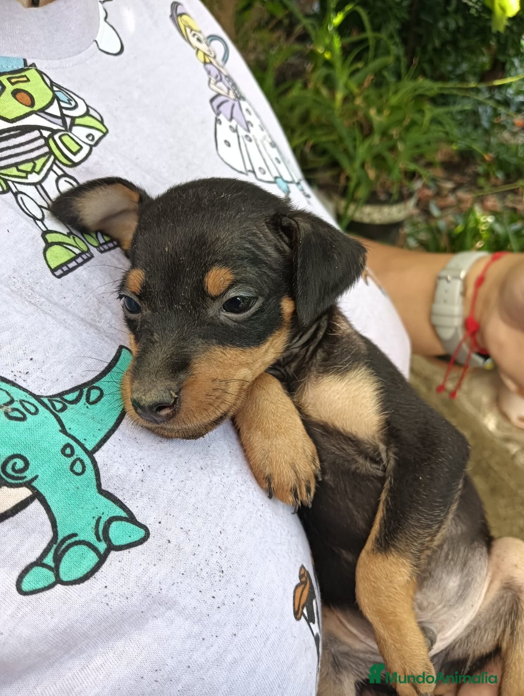 Pinscher Miniatura perros en venta: CACHORROS DE PINCHER MINIATURA  - Imagen 3