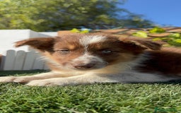 Border Collie perros en venta: BORDER COLLIE HEMBRA - Anuncio 13