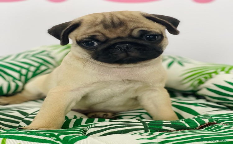 Carlino - Pug perros - Anuncio 1