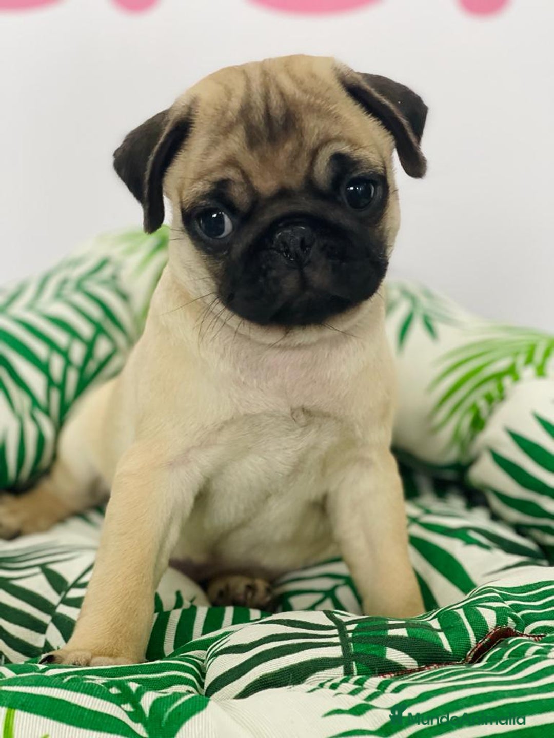 Carlino - Pug perros en venta: CARLINO - Imagen 1