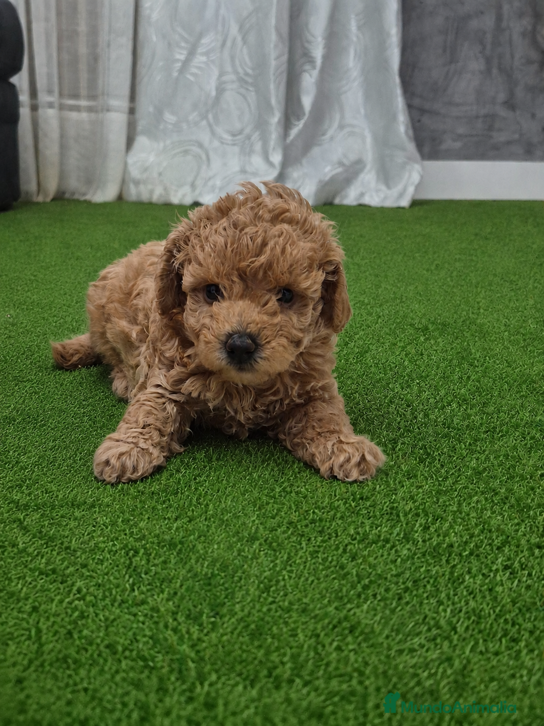 Caniche Toy perros Hembras de caniche toy de máxima calidad - Anuncio 34