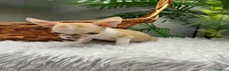 Chihuahua perros en venta: CHIHUAHUA HEMBRA - Anuncio 19