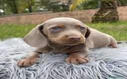 Teckel Miniatura perros en venta: TECKEL MINATURA ISABELLA - Imagen 7
