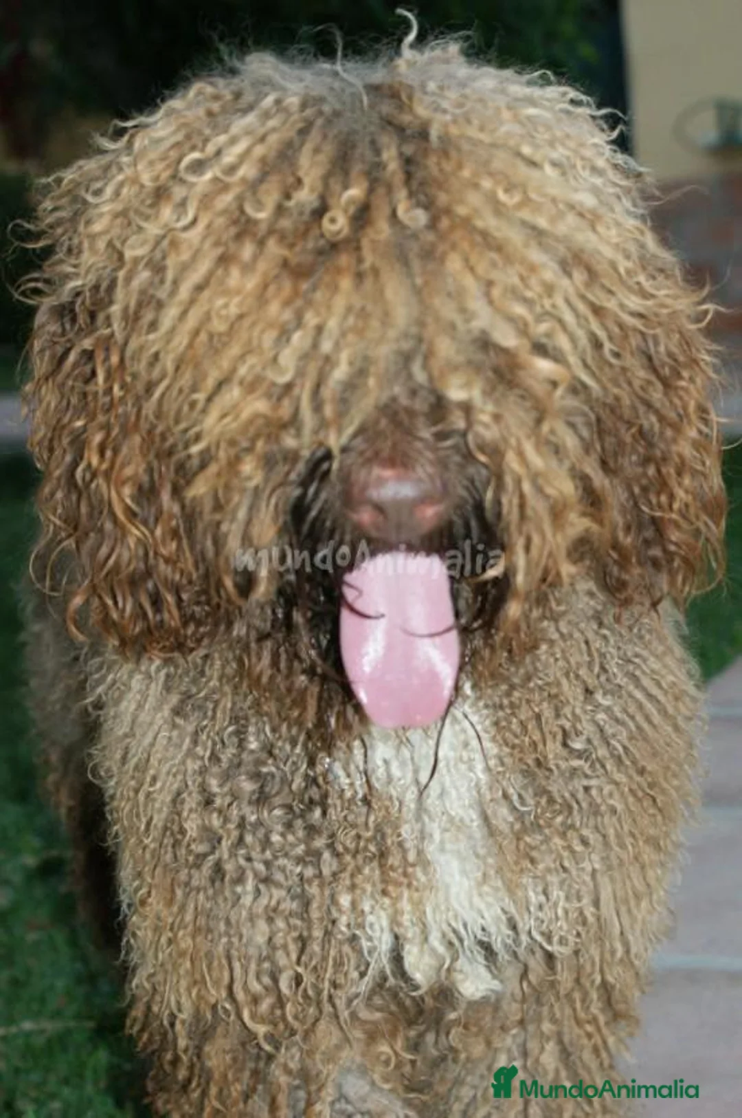 Imagen de galería {{count}}